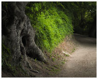 Ostsee Forest
