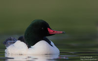 Common Merganser - Male