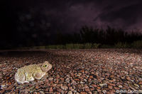 Couch Spadefoot Toad crossing highway during a monsoon storm.  Bosque del Apache.