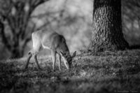 WyCo Deer - BW