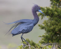 Little Blue Heron