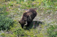 Grizz