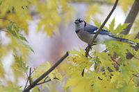 Autumn Jay