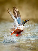 Lift off!