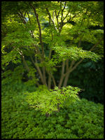 Japanese Maple