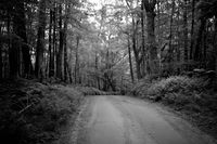 Road from Pine Hill
