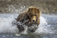 The Dive