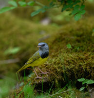 Mourning Warbler