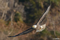 Conowingo Eagle
