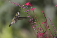 Hummingbird
