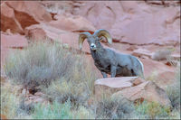 Desert Bighorn Sheep