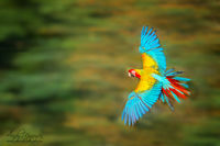 Freedom of Flight