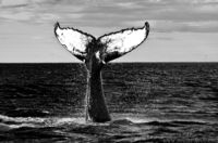 Leviathan's tail