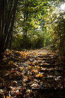 Trail