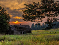 Homestead