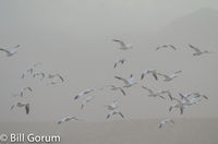 Snow Geese flying in a dust storm at Bosque del Apache.