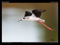 Black-winged Stilt