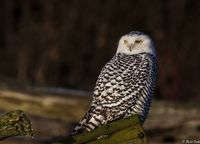 Snowy owl