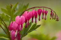Bleeding Hearts, Dicentra spectabilis, Essex, Vermont