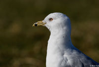 Gull 1200mm