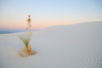 White Sands NP # 1