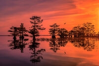 Blue Cypress Late @ Sunrise 