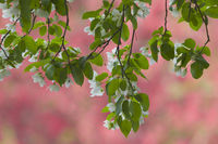 Green Leaves on Coral BG