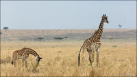 Masai Giraffe, Masai Mara, Kenya