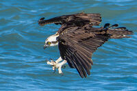 Osprey in for the Grab 