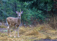 Whitetail