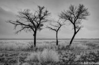 Bare Cottonwoods on a gloomy winter day.  Bosque del Apache.