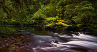 Bird River, Tasmania