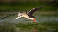 Skimmer