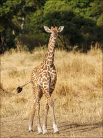 Masai Giraffe, Masai Mara, Kenya