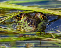 Bull Frog