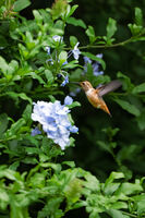 Far Sighted Rufous