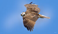 Osprey I see you 