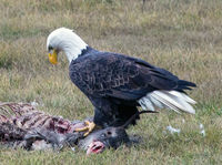 Eagle Feeding