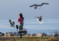 Gull feeding Terra Nova Park