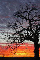 Sunset Tree