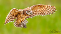 Hover