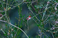 Christmas Rufous