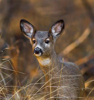 Fawn