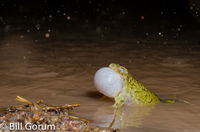 Couch Spadefoot calling during a rainstorm.  New Mexico.