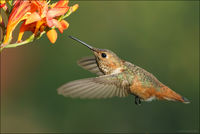 Allen's Hummingbird