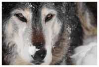 Cassady, named after Neal as they shared a wandering spirit