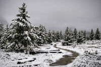 Fresh Snow