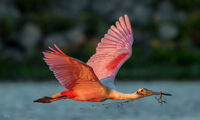 Rosete Spoonbill with nest building material 