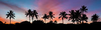 Colorful Sunset Palmtrees