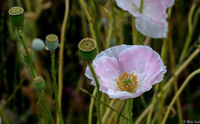 Otus 55 Poppy